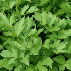 Culinary Herb Plants UK - Choose Your Own Fresh Herbs - The Healing Herb Garden