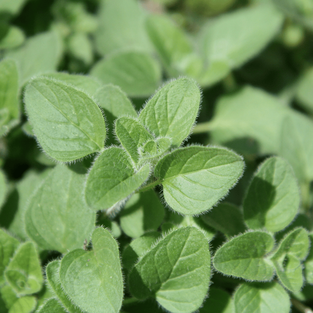 Culinary Herb Plants UK - Choose Your Own Fresh Herbs - The Healing Herb Garden