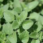 Culinary Herb Plants UK - Choose Your Own Fresh Herbs - The Healing Herb Garden