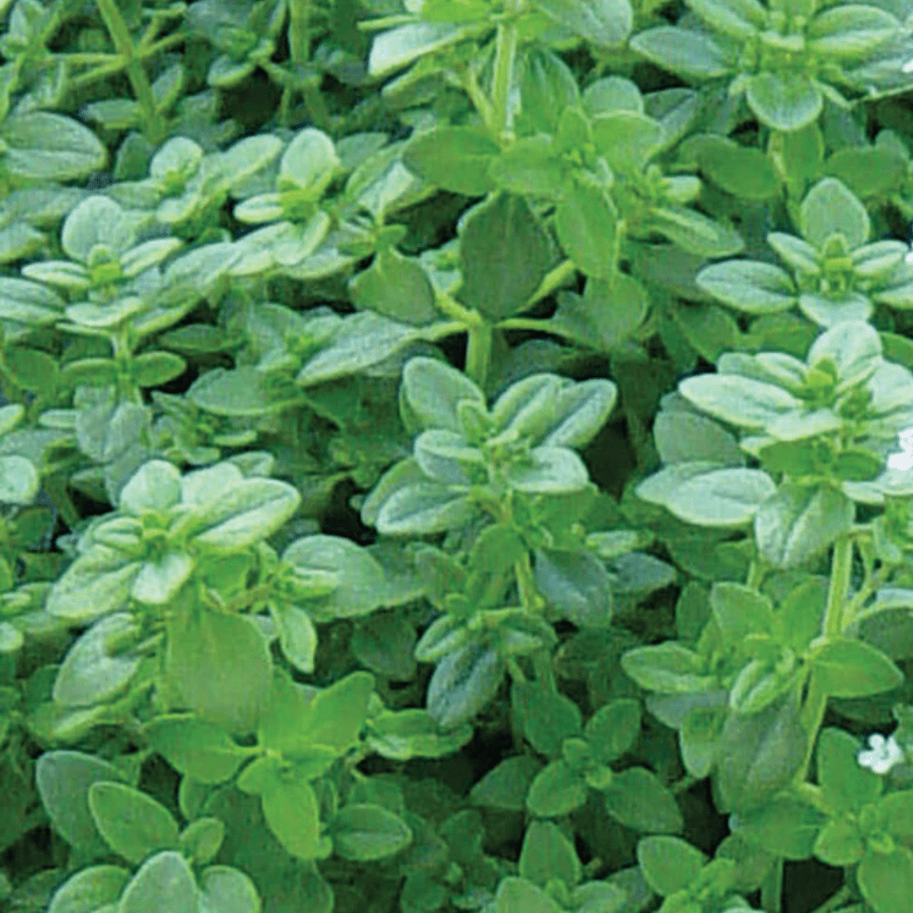 Culinary Herb Plants UK - Choose Your Own Fresh Herbs - The Healing Herb Garden