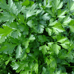 Culinary Herb Plants UK - Choose Your Own Fresh Herbs - The Healing Herb Garden
