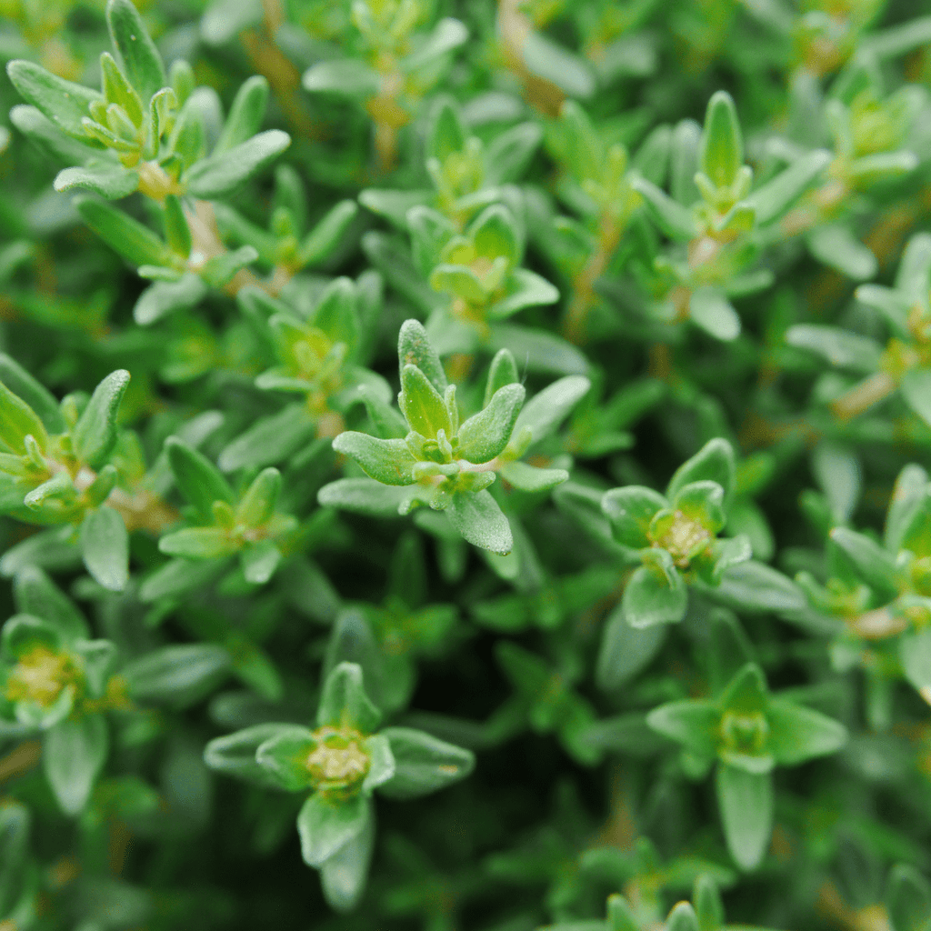 Culinary Herb Plants UK - Choose Your Own Fresh Herbs - The Healing Herb Garden