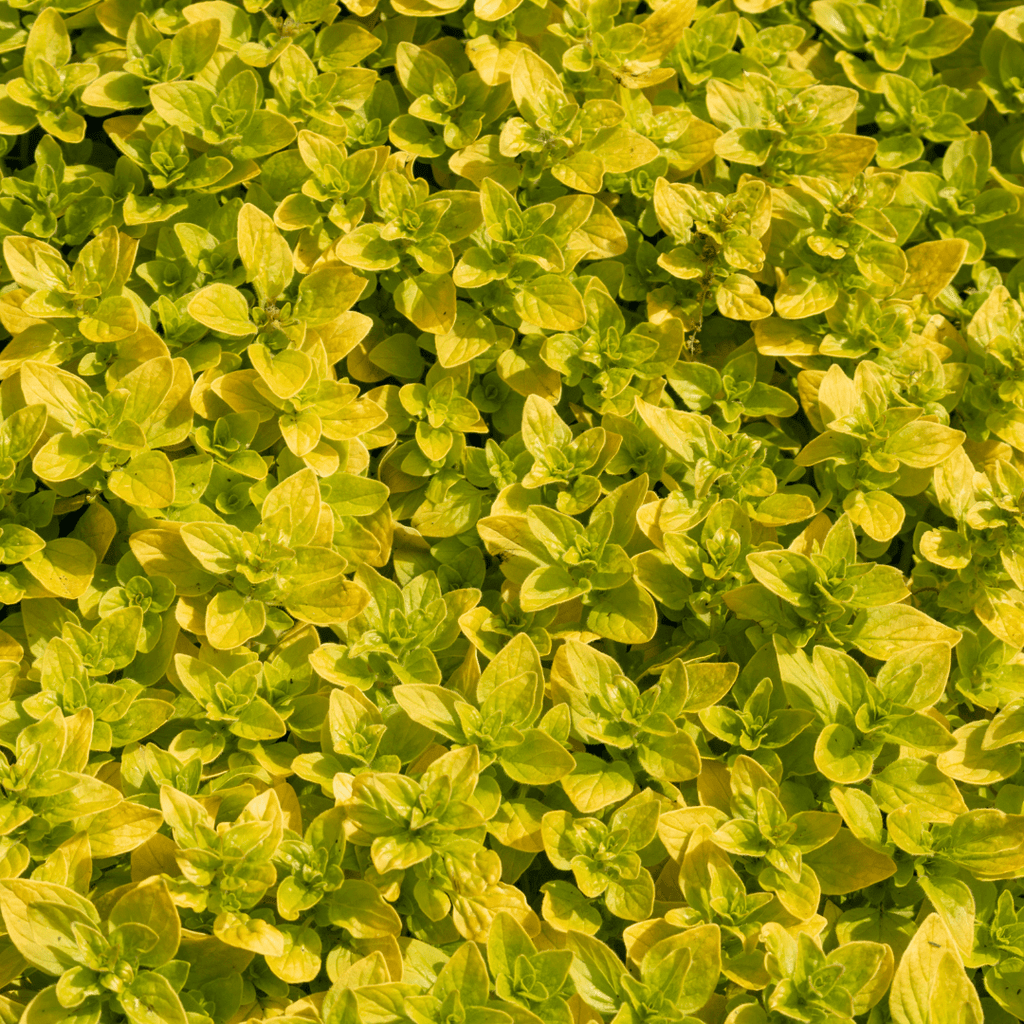Culinary Herb Plants UK - Choose Your Own Fresh Herbs - The Healing Herb Garden