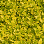 Culinary Herb Plants UK - Choose Your Own Fresh Herbs - The Healing Herb Garden