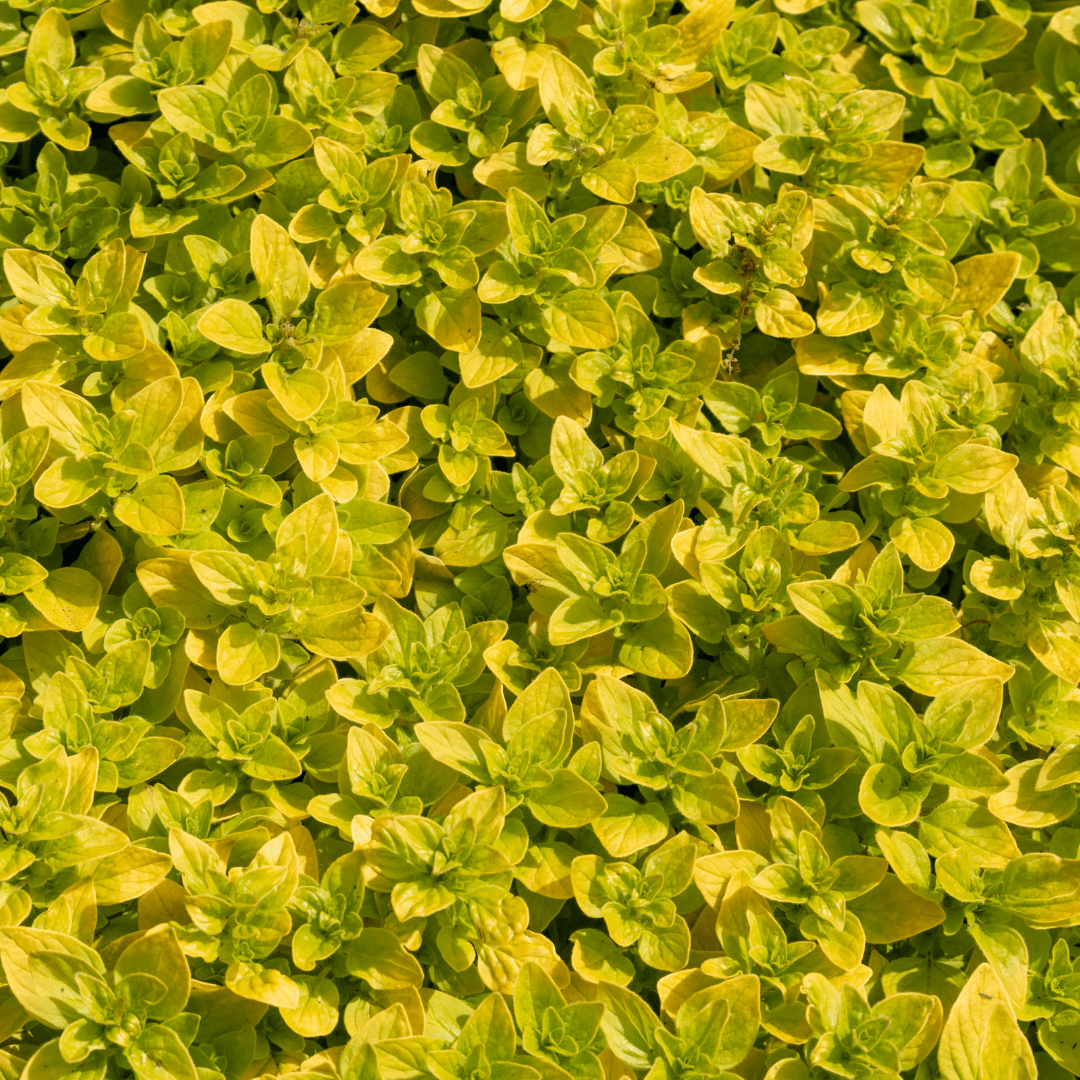 Culinary Herb Plants UK - Choose Your Own Fresh Herbs - The Healing Herb Garden