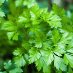 Culinary Herb Plants UK - Choose Your Own Fresh Herbs - The Healing Herb Garden