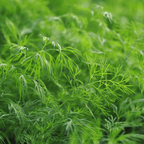 Culinary Herb Plants UK - Choose Your Own Fresh Herbs - The Healing Herb Garden