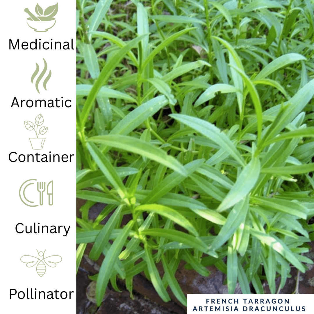 Culinary Herb Plants UK - Choose Your Own Fresh Herbs - The Healing Herb Garden