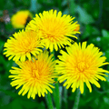 Dandelion – For Health & Pollinator - Friendly Sunshine - The Healing Herb Garden
