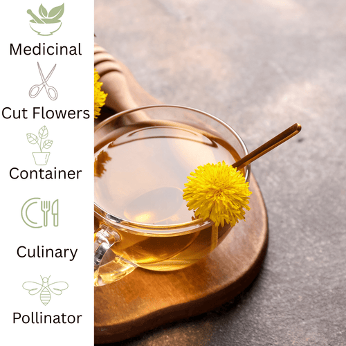 Dandelion – For Health & Pollinator - Friendly Sunshine - The Healing Herb Garden