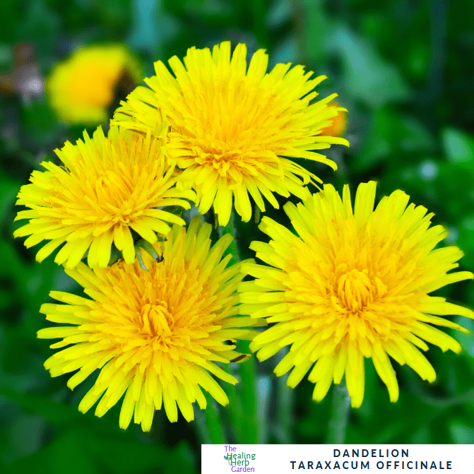 Dandelion – For Health & Pollinator - Friendly Sunshine - The Healing Herb Garden