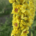 Dark Mullein – Hardy Perennial for Herbaceous Borders UK - The Healing Herb Garden