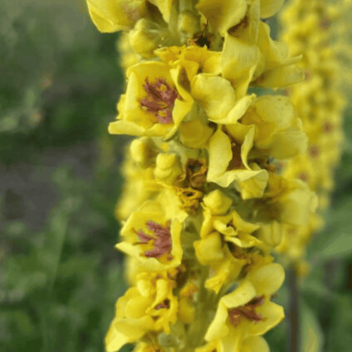 Dark Mullein – Hardy Perennial for Herbaceous Borders UK - The Healing Herb Garden