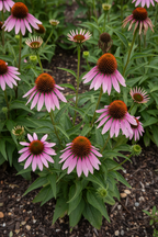 Echinacea Angustifolia  – Traditional Prairie Coneflower