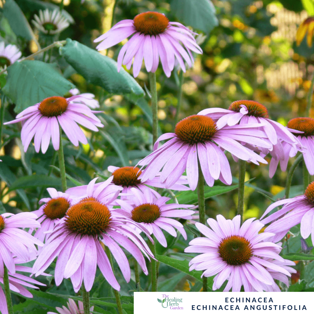 Echinacea – For Immunity & Pollinator - Friendly Summer Colour - The Healing Herb Garden