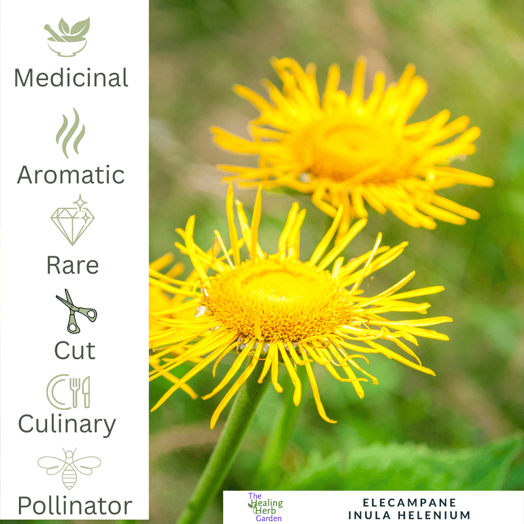 Elecampane – For Respiratory Health & Herbal Heritage - The Healing Herb Garden