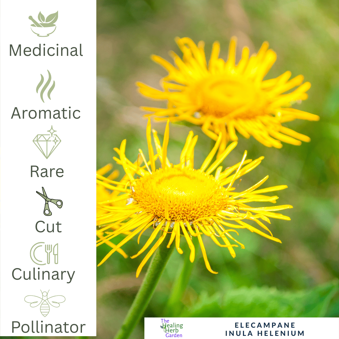 Elecampane – For Respiratory Health & Herbal Heritage - The Healing Herb Garden