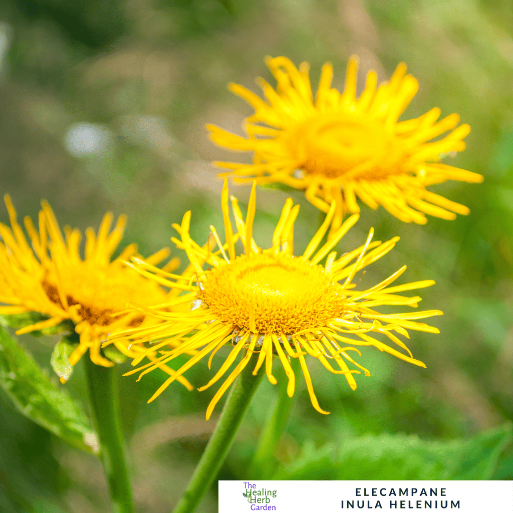 Elecampane – For Respiratory Health & Herbal Heritage - The Healing Herb Garden