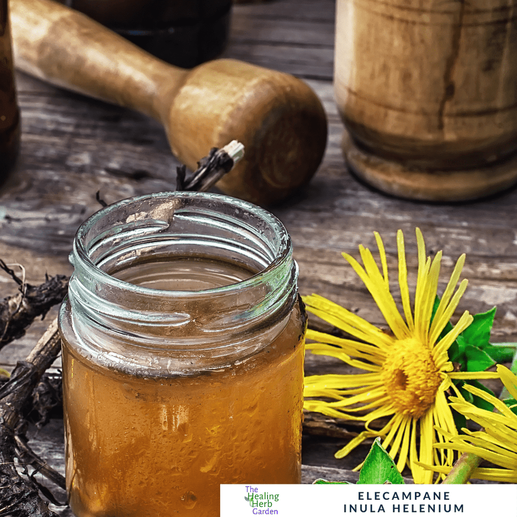 Elecampane – For Respiratory Health & Herbal Heritage - The Healing Herb Garden
