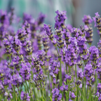 English Lavender – Traditional Aromatic Herb - The Healing Herb Garden