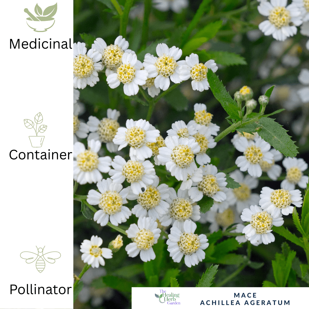 English Mace – For Gentle Healing & Golden Summer Blooms - The Healing Herb Garden