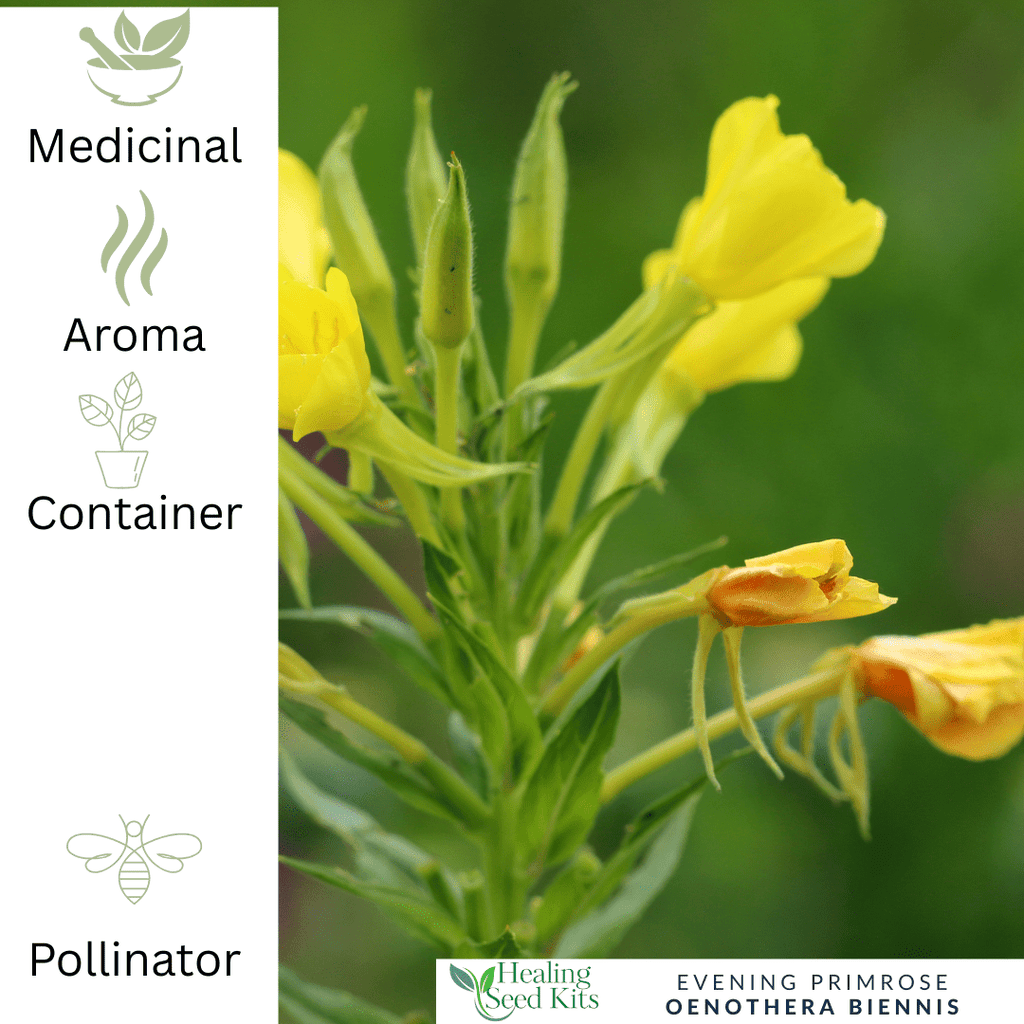 Evening Primrose – For Women’s Wellness & Pollinator Gardens - The Healing Herb Garden