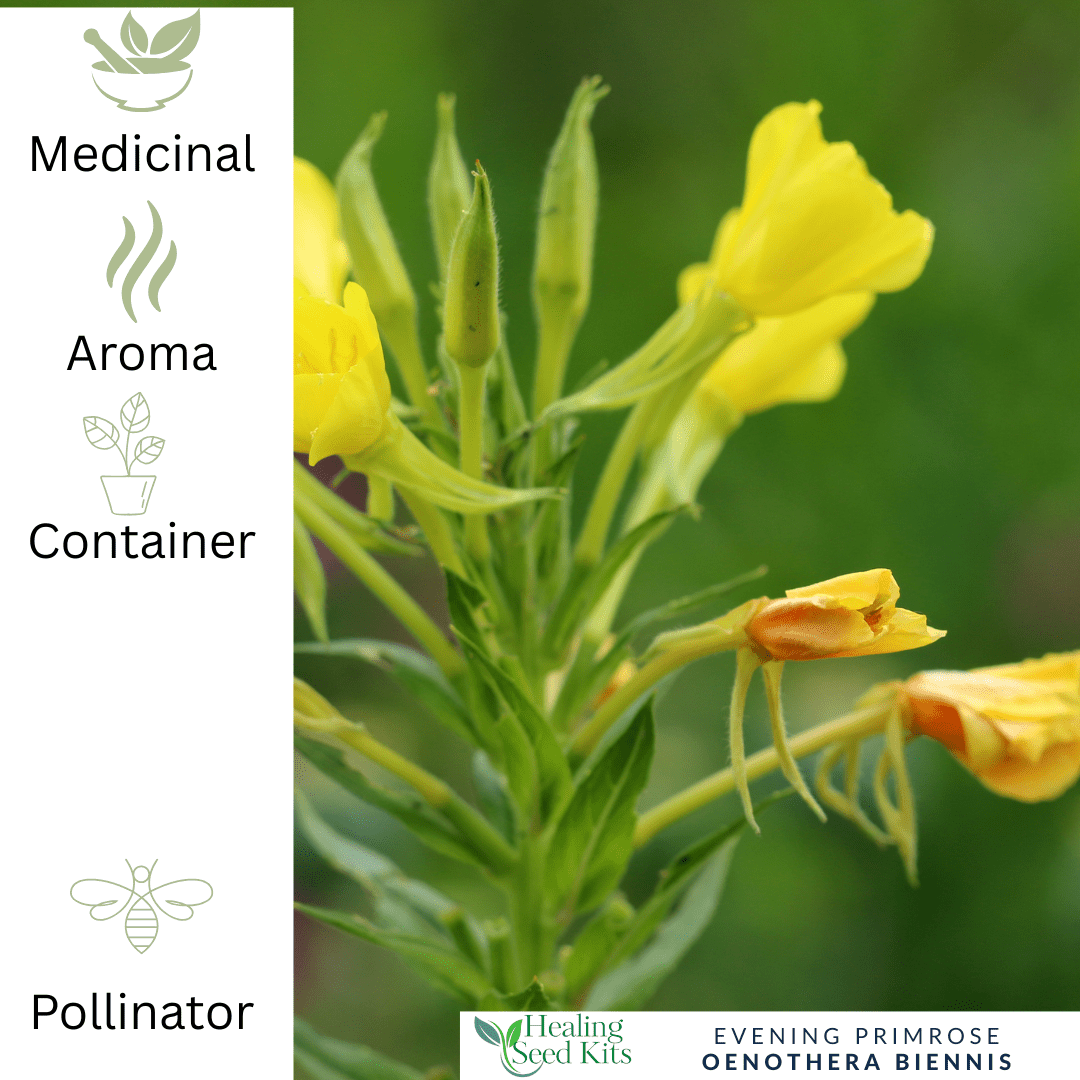 Evening Primrose – For Women’s Wellness & Pollinator Gardens - The Healing Herb Garden