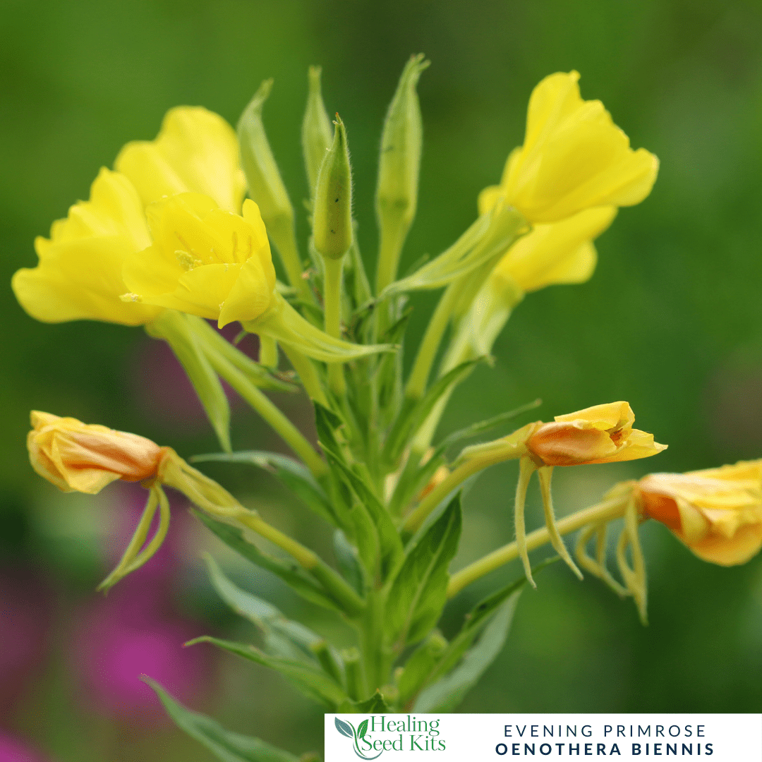 Evening Primrose – For Women’s Wellness & Pollinator Gardens - The Healing Herb Garden