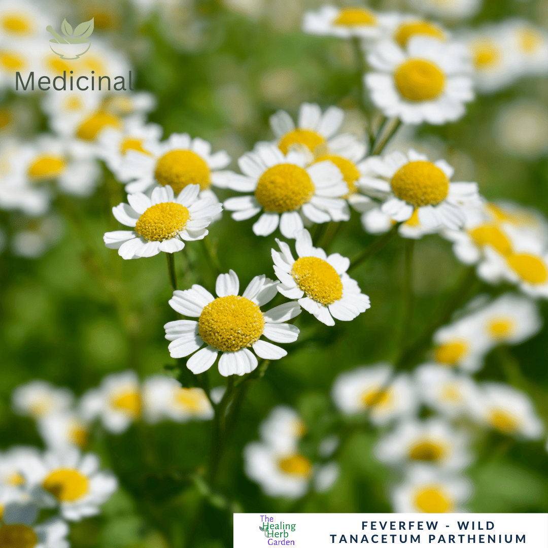 Feverfew – For Headache Relief & Healing Herbal Gardens - The Healing Herb Garden