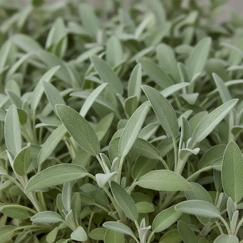 {{Product title}} herb plant | {{Shop name}}