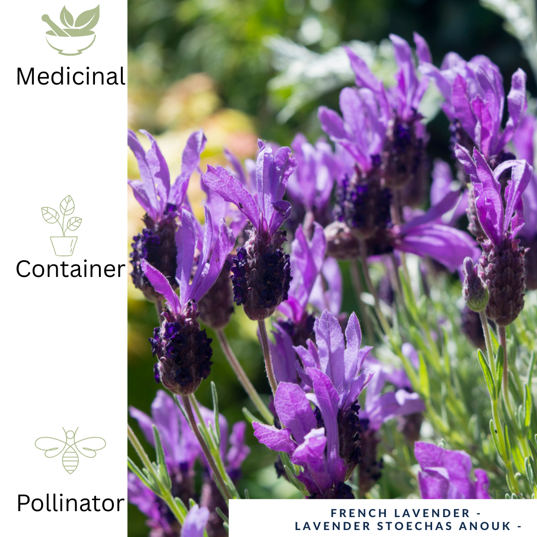 French Lavender Plant - Fragrant Lavender for Pots & Pollinators - The Healing Herb Garden