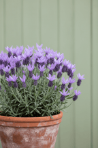 French Lavender Plant - Fragrant Lavender for Pots & Pollinators - The Healing Herb Garden