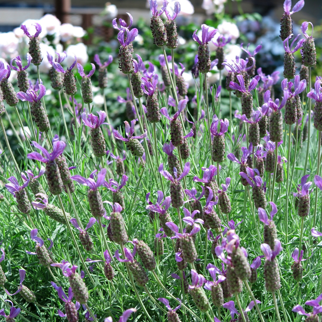 French Lavender Plant - Fragrant Lavender for Pots & Pollinators - The Healing Herb Garden