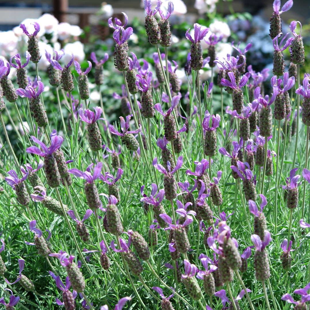 French Lavender Plant - Fragrant Lavender for Pots & Pollinators - The Healing Herb Garden