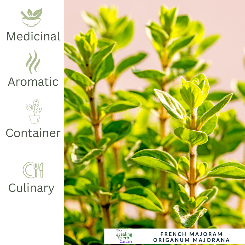 French Marjoram – Classic Herb for Mediterranean Seasoning - The Healing Herb Garden