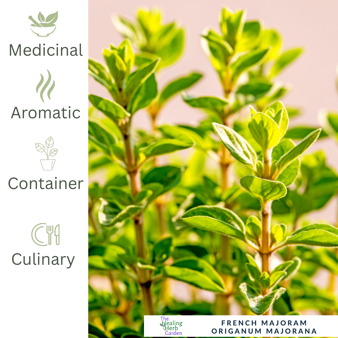 French Marjoram – Classic Herb for Mediterranean Seasoning - The Healing Herb Garden