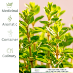 French Marjoram – Classic Herb for Mediterranean Seasoning - The Healing Herb Garden