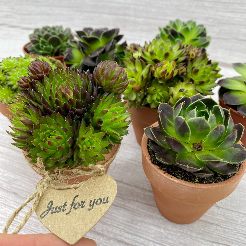 Gardeners Gift Box