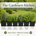 Gardener’s Kitchen Herb Collection - Essential Culinary Herbs - The Healing Herb Garden