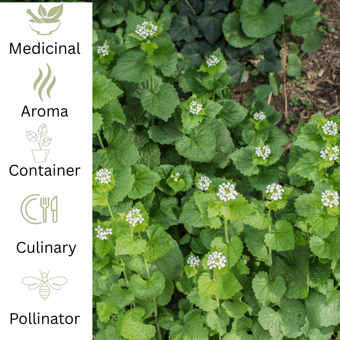 Garlic Mustard Plant - Wild Edible Herb for Shaded - The Healing Herb Garden