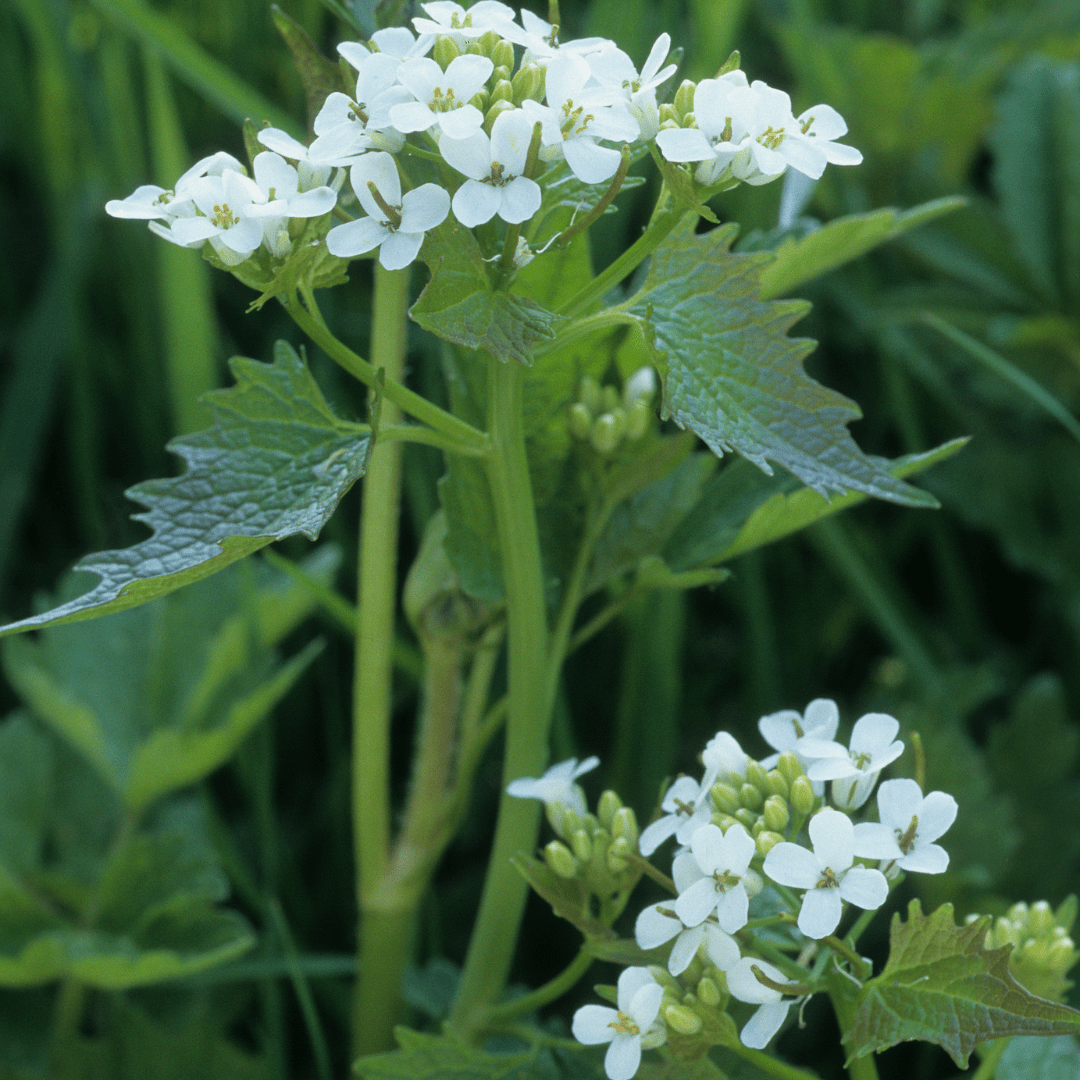 Garlic Mustard Plant - Wild Edible Herb for Shaded - The Healing Herb Garden