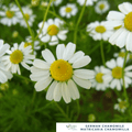 German Chamomile – For Relaxation & Healing Herbal Teas - The Healing Herb Garden