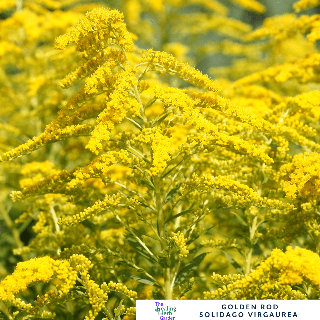 Goldenrod – For Kidney Support & Pollinator - Friendly Colour - The Healing Herb Garden