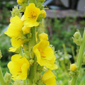 Great Mullein – Hardy Biennial Herb Plant UK - The Healing Herb Garden