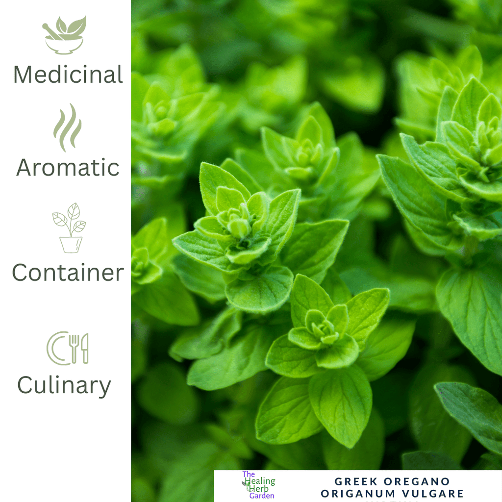 Greek Oregano – For Bold Flavour & Mediterranean Tradition - The Healing Herb Garden