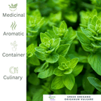 Greek Oregano – For Bold Flavour & Mediterranean Tradition - The Healing Herb Garden