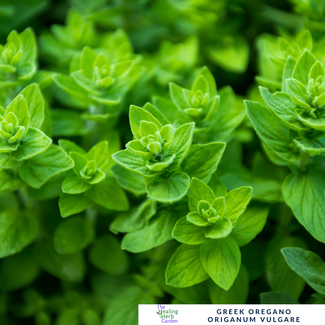 Greek Oregano – For Bold Flavour & Mediterranean Tradition - The Healing Herb Garden