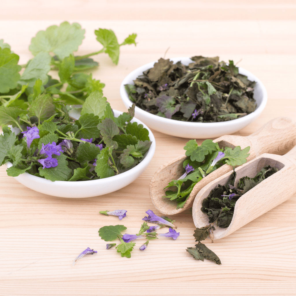 Ground Ivy - Herbal Remedies & Natural Wellness - The Healing Herb Garden