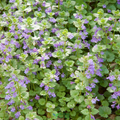 Ground Ivy - Herbal Remedies & Natural Wellness - The Healing Herb Garden