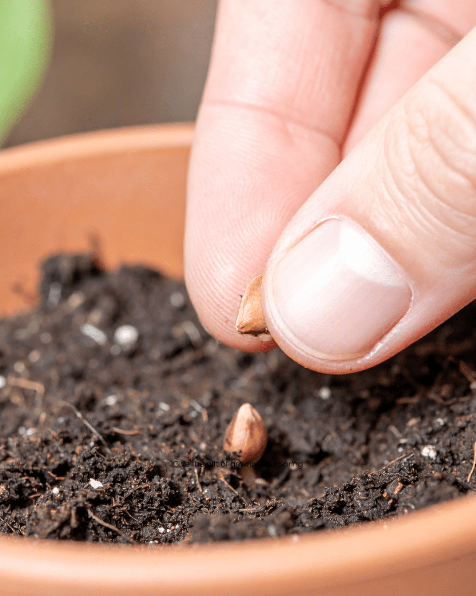 Grow On Monthly Seed Subscription - The Healing Herb Garden